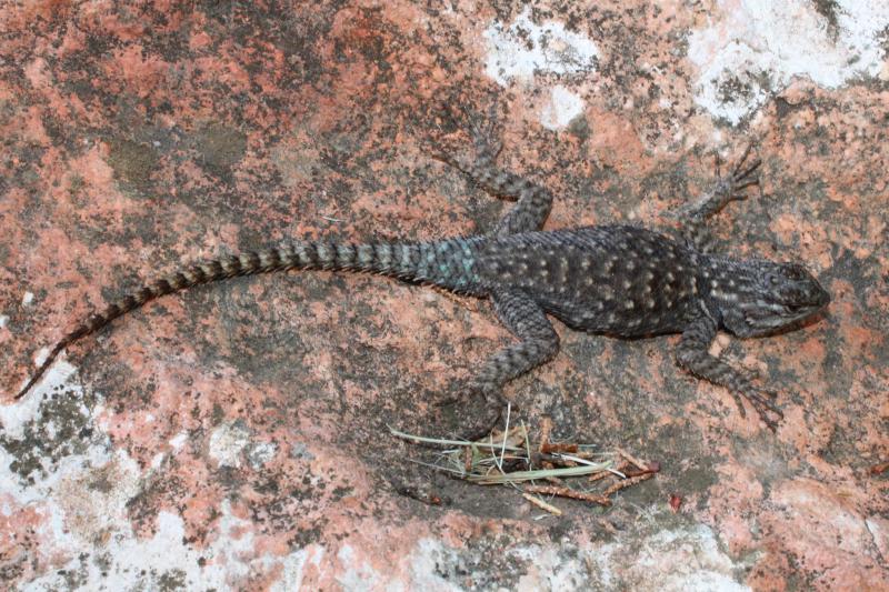 Yarrow's Lizard (Sceloporus jarrovii)