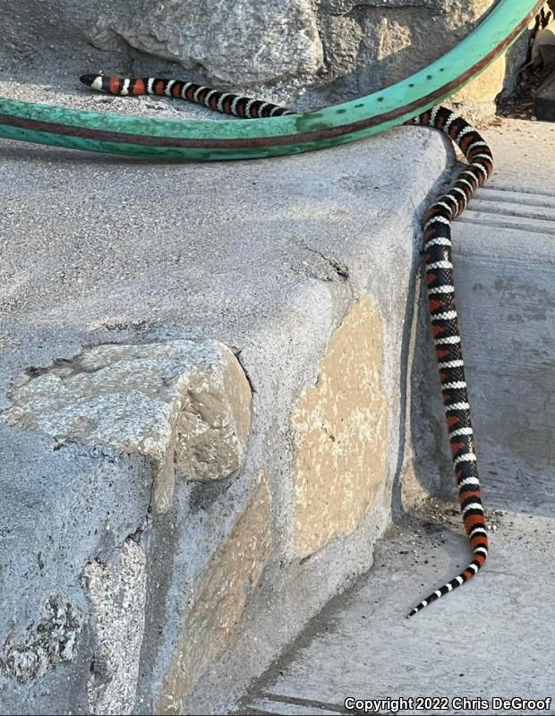 San Bernardino Mountain Kingsnake (Lampropeltis zonata parvirubra)