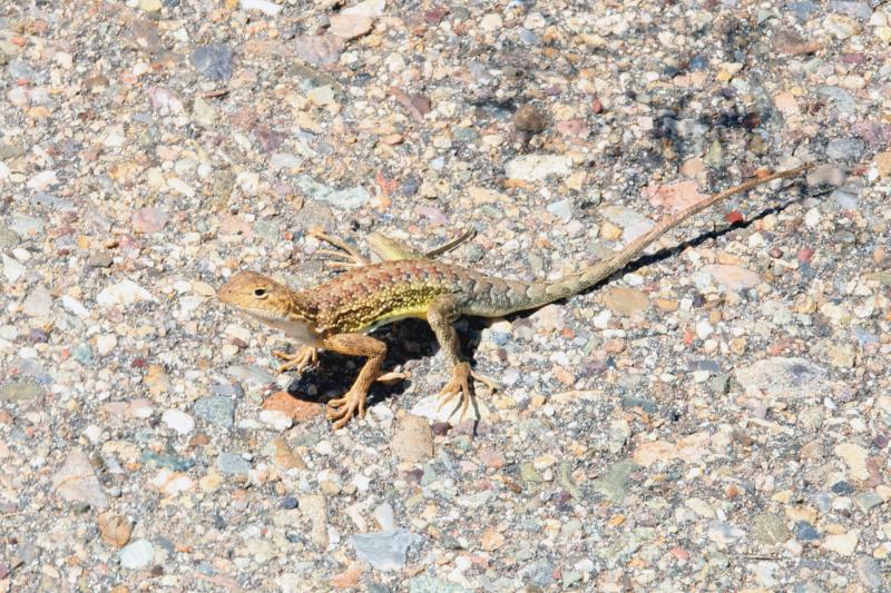 Sonoran Earless Lizard (Holbrookia elegans thermophila)