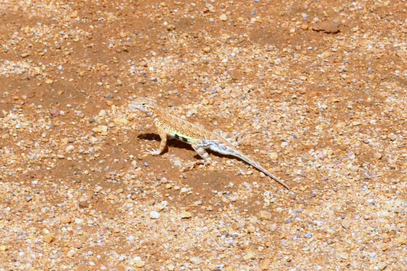 Sonoran Earless Lizard (Holbrookia elegans thermophila)