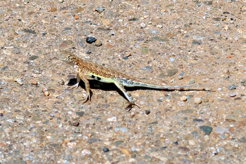 Sonoran Earless Lizard (Holbrookia elegans thermophila)