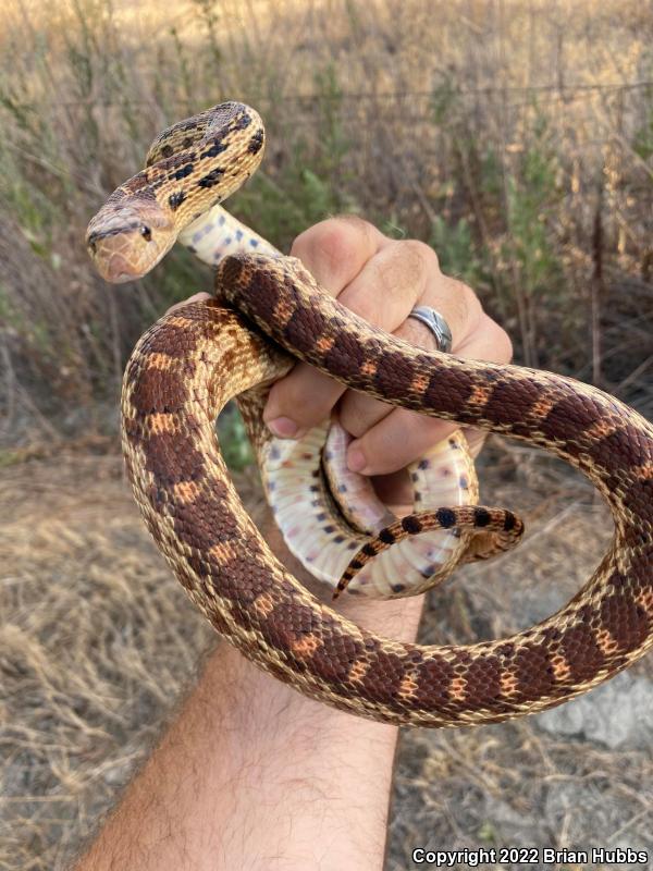 Pacific Gopher Snake (Pituophis catenifer catenifer)