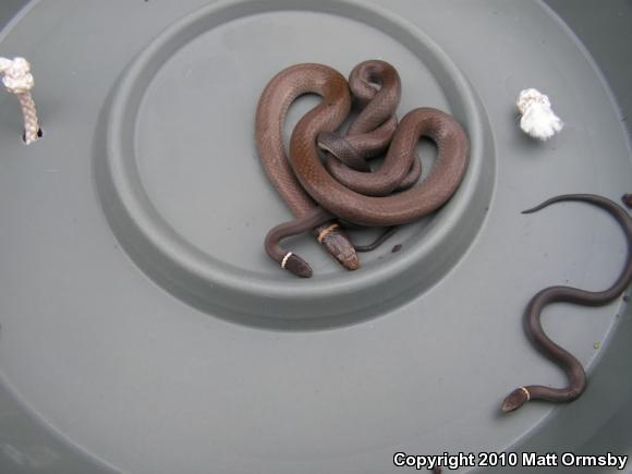 Mississippi Ring-necked Snake (Diadophis punctatus stictogenys)