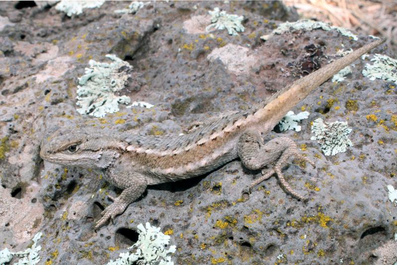 Plateau Fence Lizard (Sceloporus tristichus)