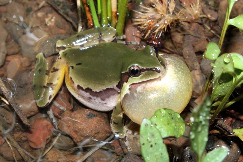 Arizona Treefrog (Hyla wrightorum)