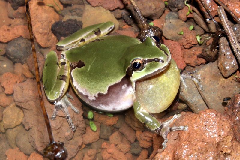 Arizona Treefrog (Hyla wrightorum)