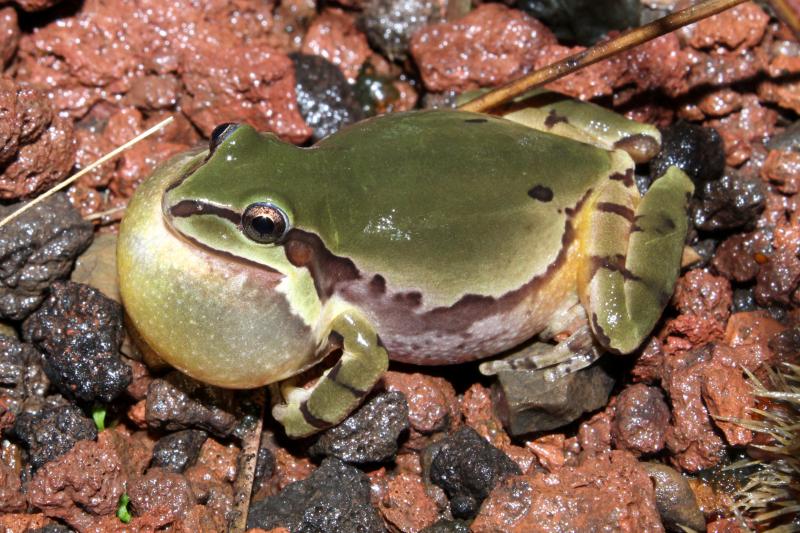 Arizona Treefrog (Hyla wrightorum)