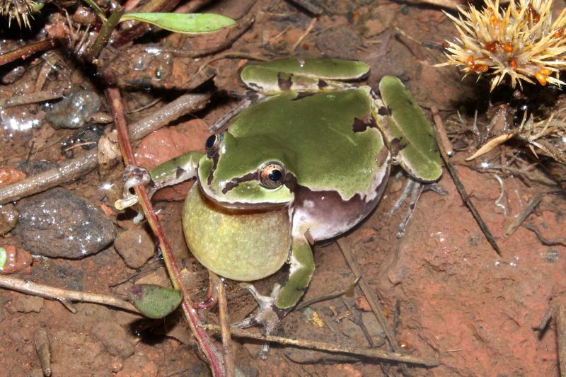 Arizona Treefrog (Hyla wrightorum)