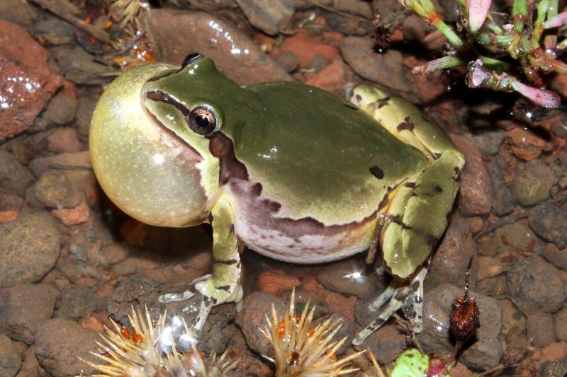 Arizona Treefrog (Hyla wrightorum)