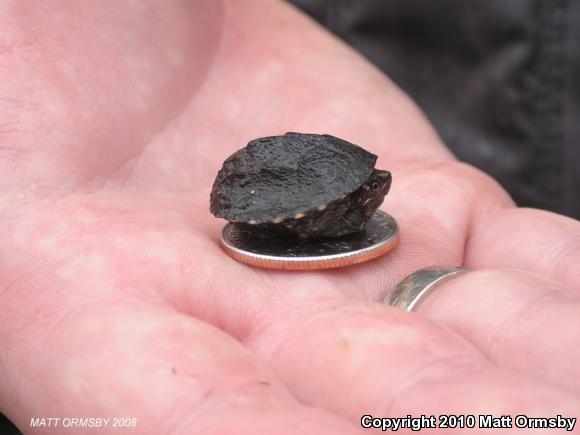 Eastern Musk Turtle (Sternotherus odoratus)