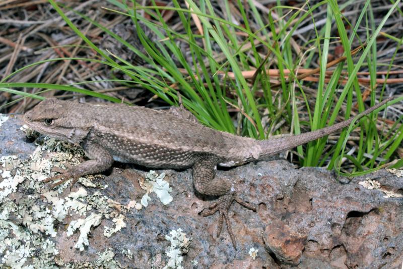 Plateau Fence Lizard (Sceloporus tristichus)