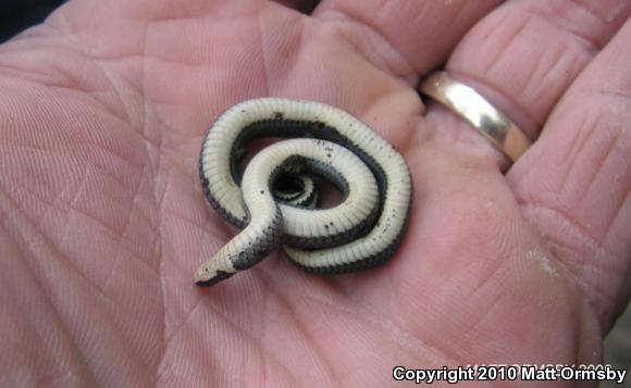 Mississippi Ring-necked Snake (Diadophis punctatus stictogenys)