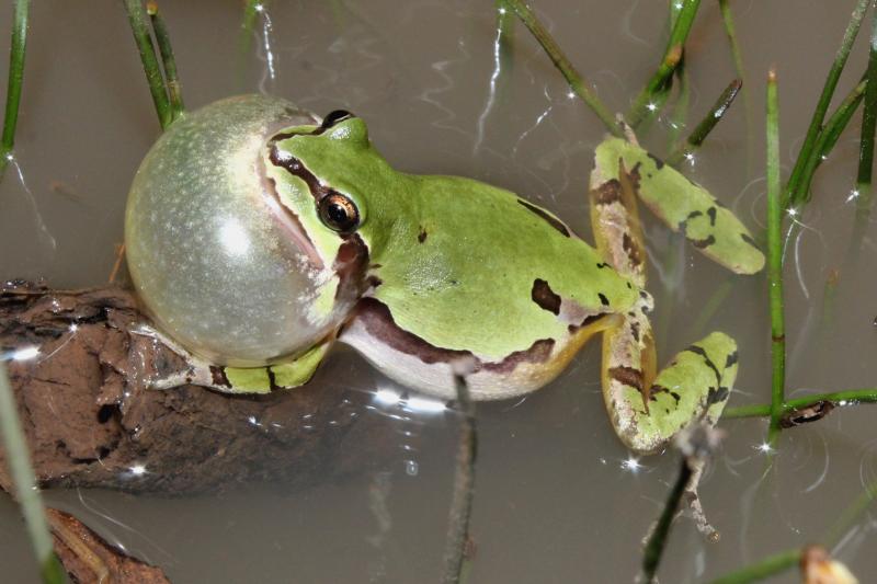 Arizona Treefrog (Hyla wrightorum)