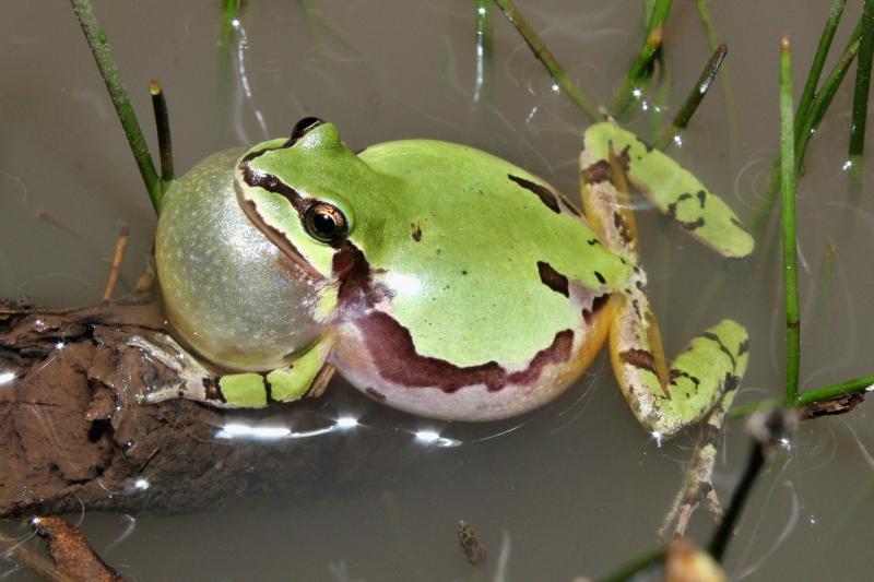 Arizona Treefrog (Hyla wrightorum)