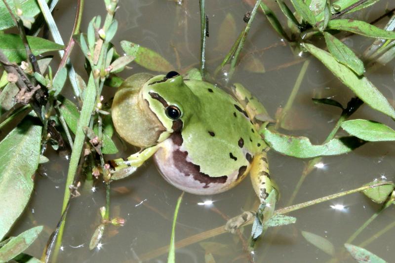 Arizona Treefrog (Hyla wrightorum)