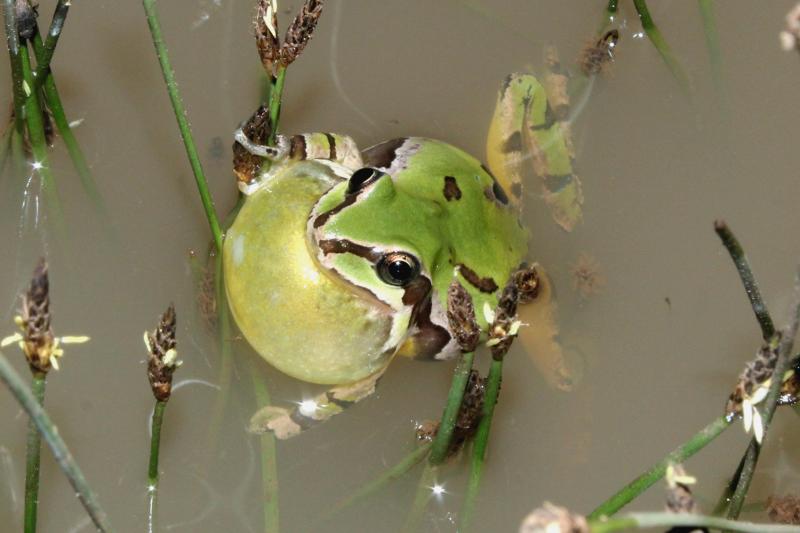 Arizona Treefrog (Hyla wrightorum)