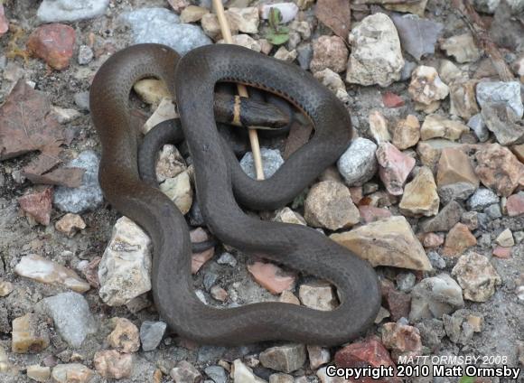 Mississippi Ring-necked Snake (Diadophis punctatus stictogenys)