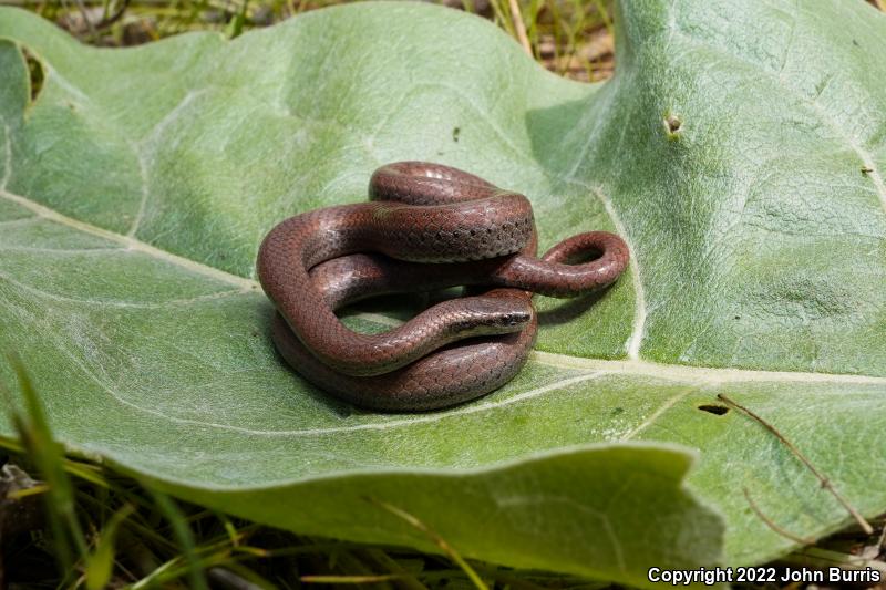 Sharp-tailed Snake (Contia tenuis)