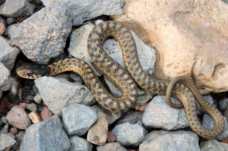 Wandering Gartersnake (Thamnophis elegans vagrans)