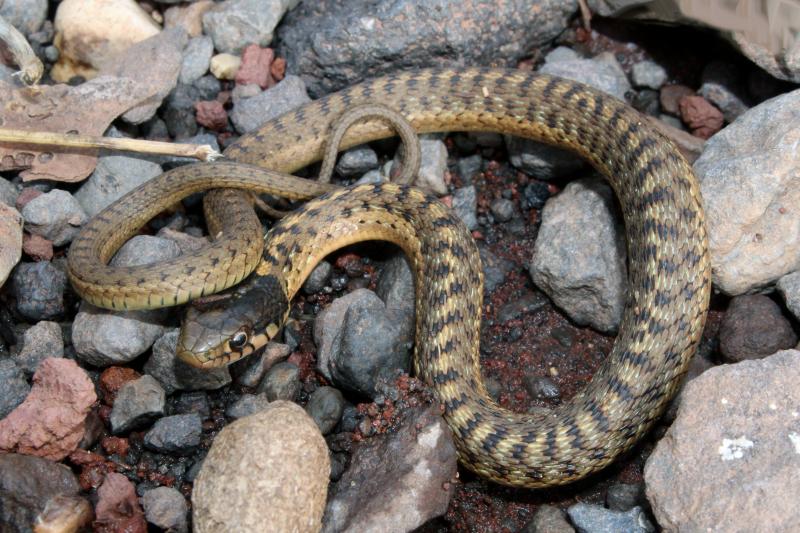 Wandering Gartersnake (Thamnophis elegans vagrans)