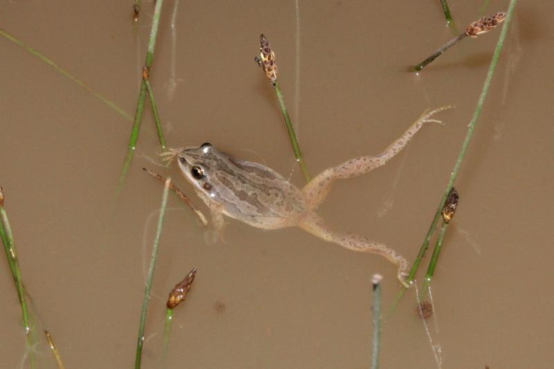 Boreal Chorus Frog (Pseudacris maculata)