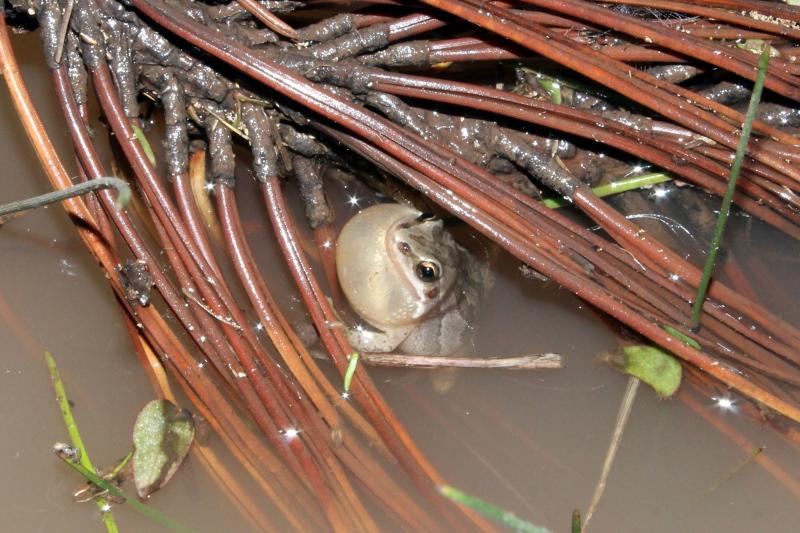 Boreal Chorus Frog (Pseudacris maculata)