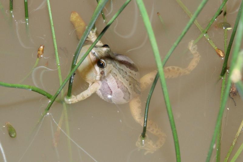 Boreal Chorus Frog (Pseudacris maculata)