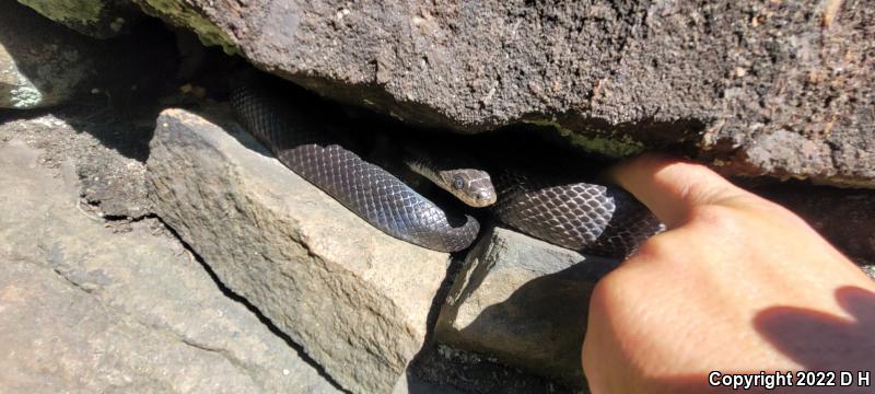 Black Ratsnake (Pantherophis obsoletus obsoletus)