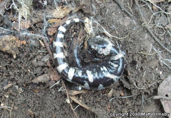 Marbled Salamander (Ambystoma opacum)