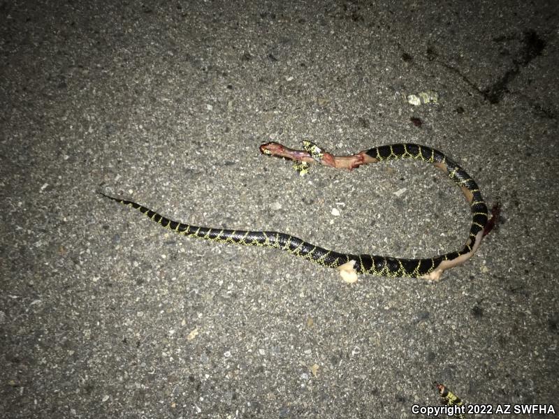 Desert Kingsnake (Lampropeltis getula splendida)