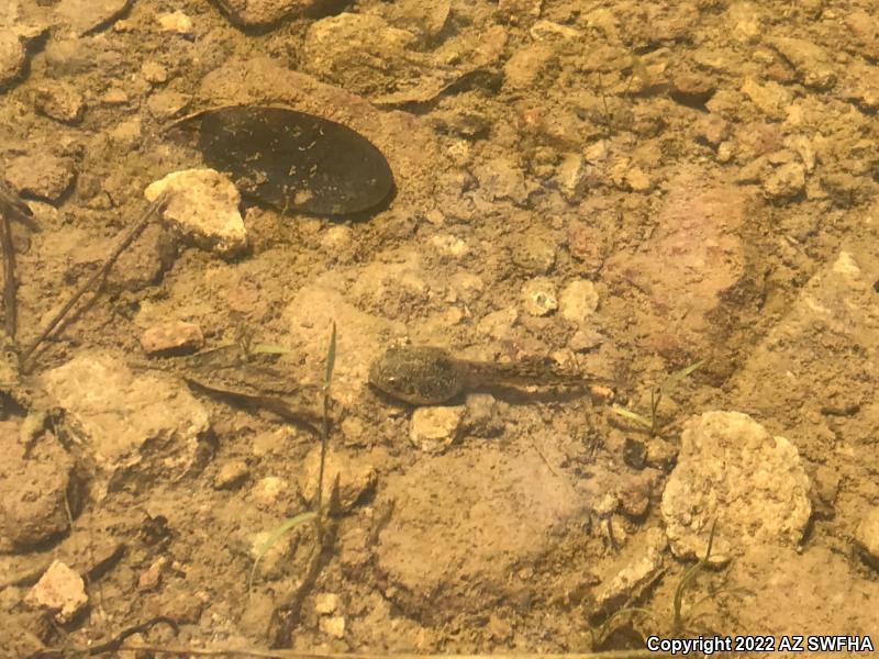 Canyon Treefrog (Hyla arenicolor)