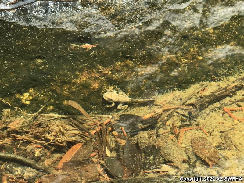 Canyon Treefrog (Hyla arenicolor)