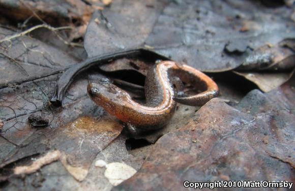 Northern Zigzag Salamander (Plethodon dorsalis)