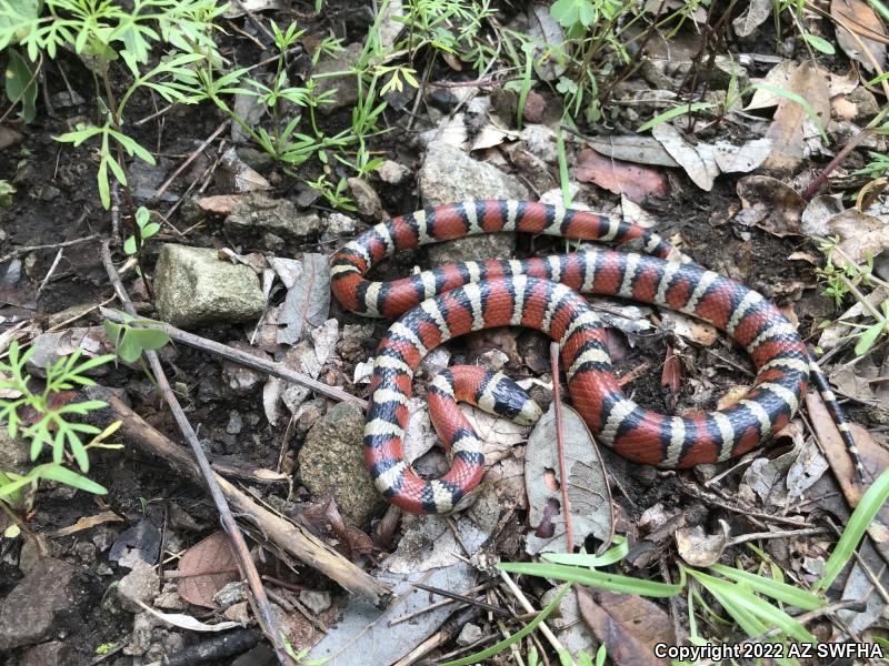 Chihuahuan Mountain Kingsnake (Lampropeltis knoblochi)