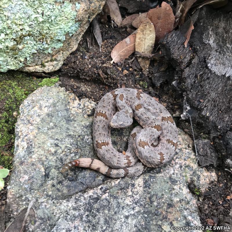 Banded Rock Rattlesnake (Crotalus lepidus klauberi)