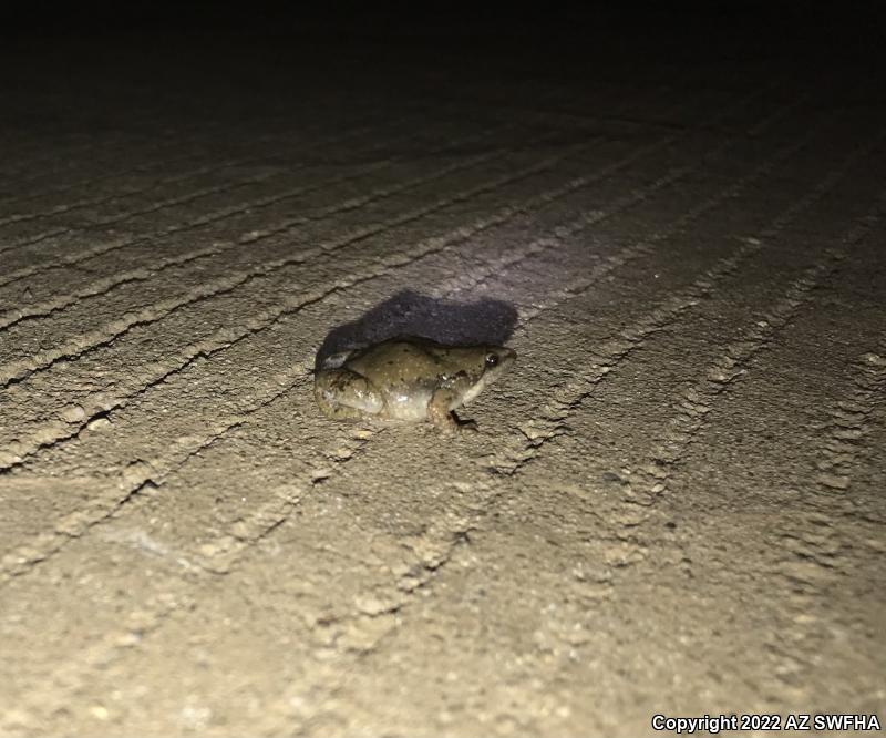 North American Narrow-mouthed Toads (Gastrophryne)