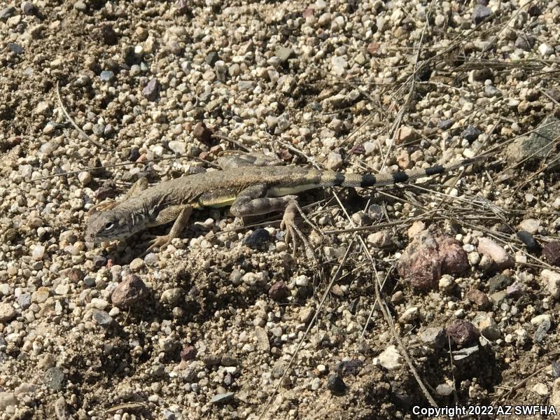 Eastern Zebra-tailed Lizard (Callisaurus draconoides ventralis)