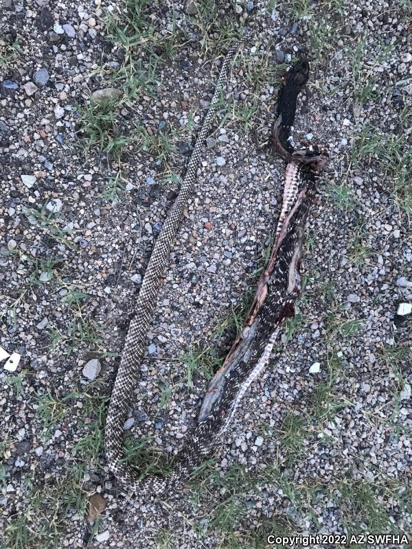 Sonoran Coachwhip (Coluber flagellum cingulum)