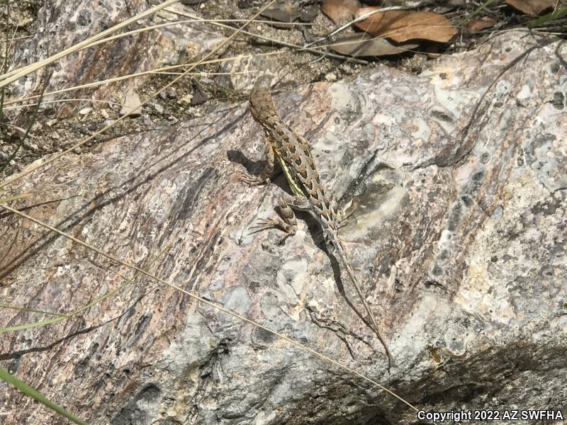 Elegant Earless Lizard (Holbrookia elegans)