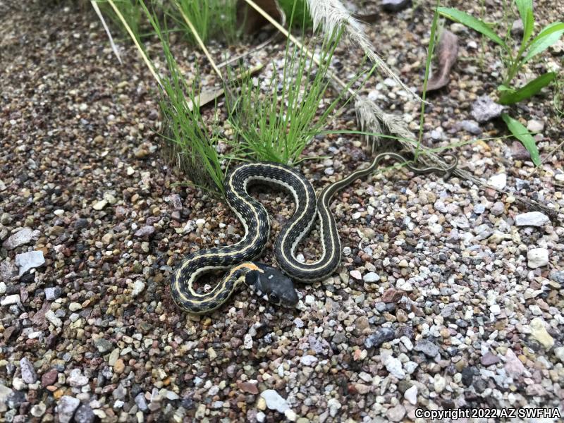 Black-necked Gartersnake (Thamnophis cyrtopsis)