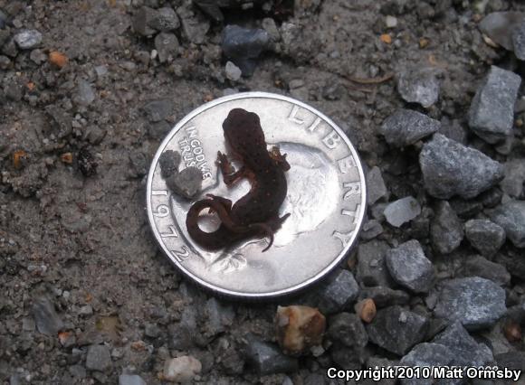 Central Newt (Notophthalmus viridescens louisianensis)