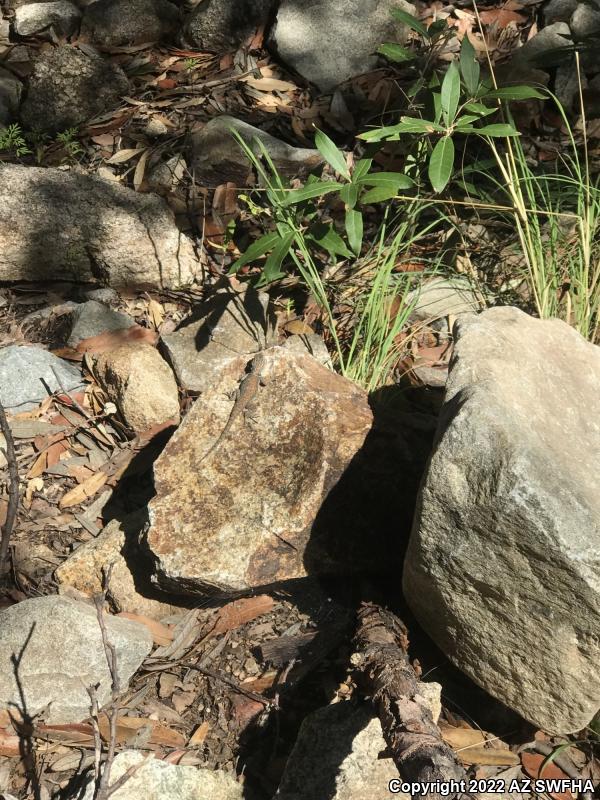 Yarrow's Lizard (Sceloporus jarrovii)