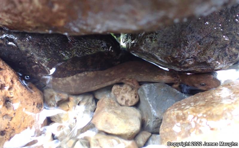 Cope's Giant Salamander (Dicamptodon copei)