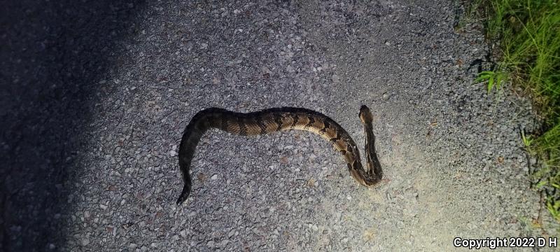 Timber Rattlesnake (Crotalus horridus)