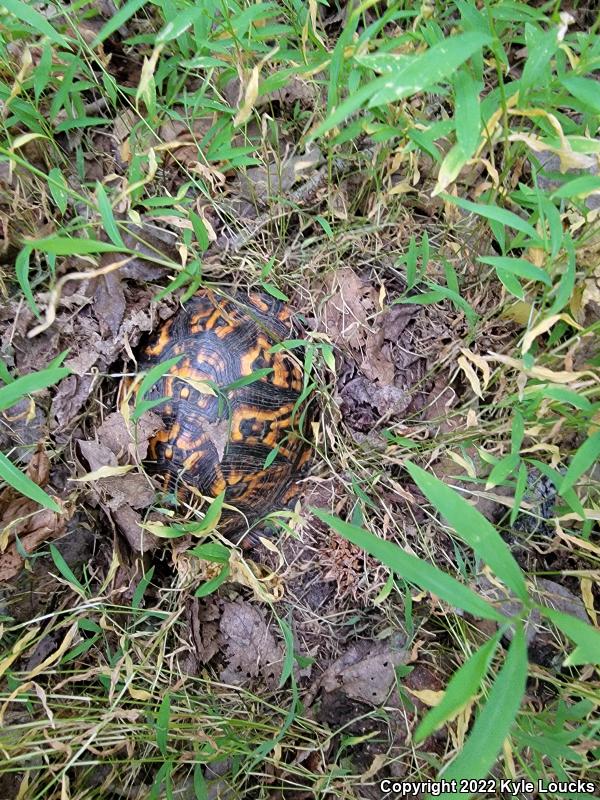 Eastern Box Turtle (Terrapene carolina carolina)