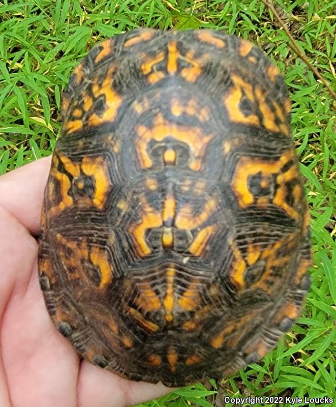 Eastern Box Turtle (Terrapene carolina carolina)