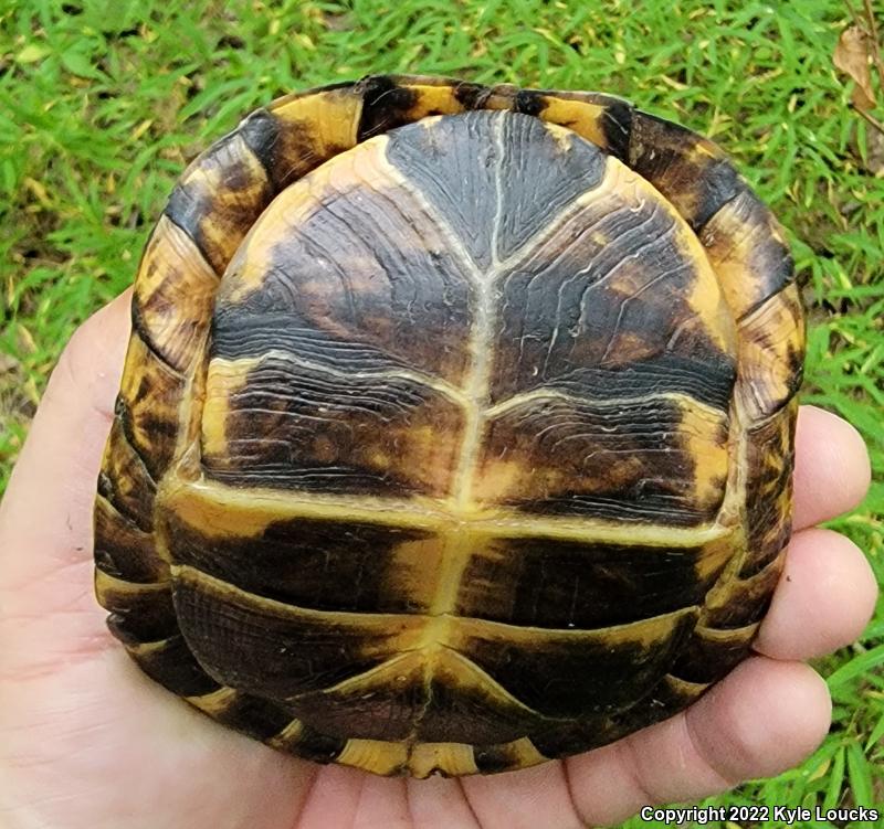 Eastern Box Turtle (Terrapene carolina carolina)