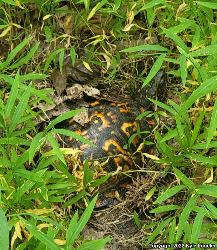 Eastern Box Turtle (Terrapene carolina carolina)