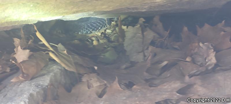 Timber Rattlesnake (Crotalus horridus)