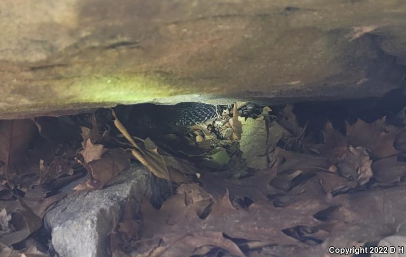 Timber Rattlesnake (Crotalus horridus)